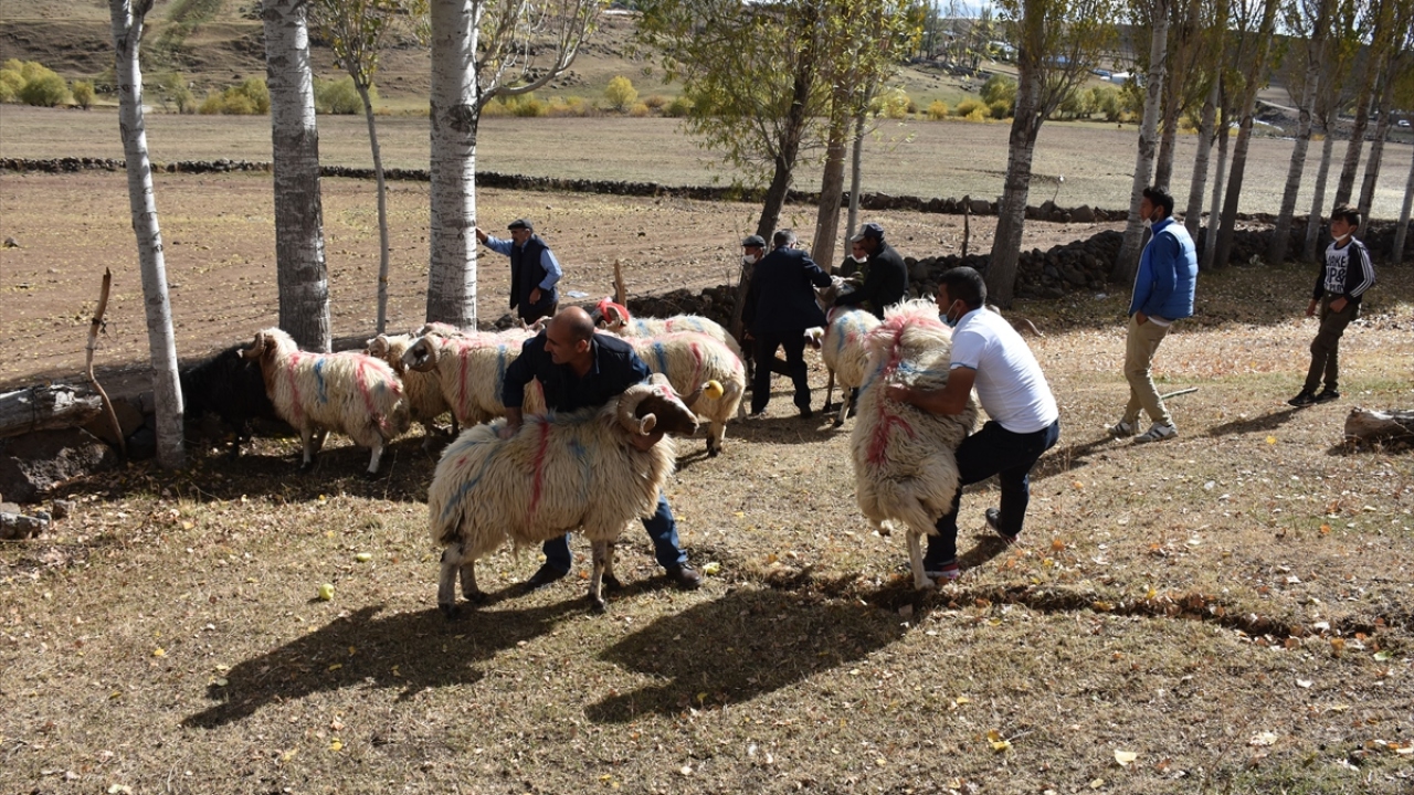 Koçköy sakinlerinden Alparslan Bakar, gazetecilere, köyde koç katımının eylülde başladığını ve ekimin sonuna kadar peyderpey devam ettiğini anlattı.