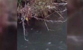 Ankara'da su samuru görüntülendi