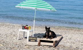 Narkotiğin hassas burnu "Çayra" emekli oldu