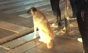 Köpek yolun karşısına geçmek için yeşil ışığı bekledi