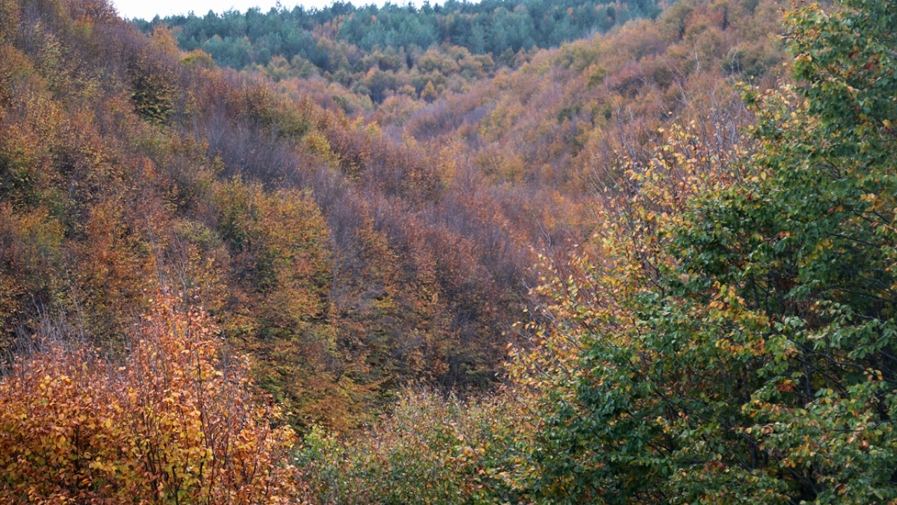 Kent merkezinin yüksek kesimlerinde bulunan ormanlar, ziyaretçilerine yeşil ve kahverenginin farklı tonlarıyla güzel manzaralar vadediyor.