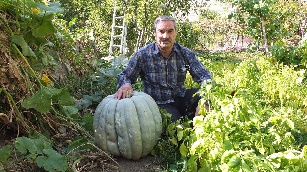 Murat 200 metrekare alana sahip bahçesinde 9 tohumun 6’sında 50 ile 60 kilogram ağırlığında bal kabağı üretti.