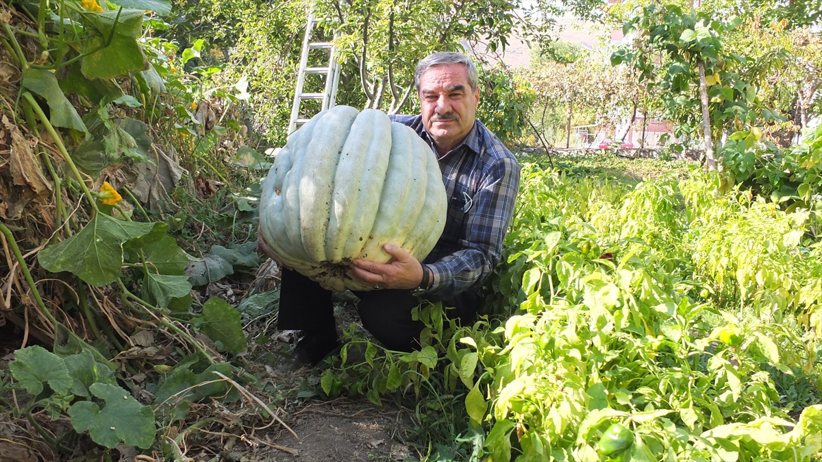 Mayıs ayında ektiği ve gübre dahi vermeden sürekli sulayarak yetiştirdiği ürünlerden biri 6 ayda 60 kilograma ulaşınca Murat`ın bahçesinin ziyaretçileri de arttı.