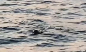 İskenderun Körfezi'nde Akdeniz foku görüntülendi