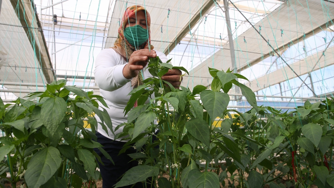 Fidelerin yeşermesi ve seraya dikilmesiyle devam eden süreç, zamanı geldiğinde erkek bitkiden alınan tozların dişi bitkilerin çiçeklerine tek tek elle yapılan melezleme işlemleriyle devam ediyor.
