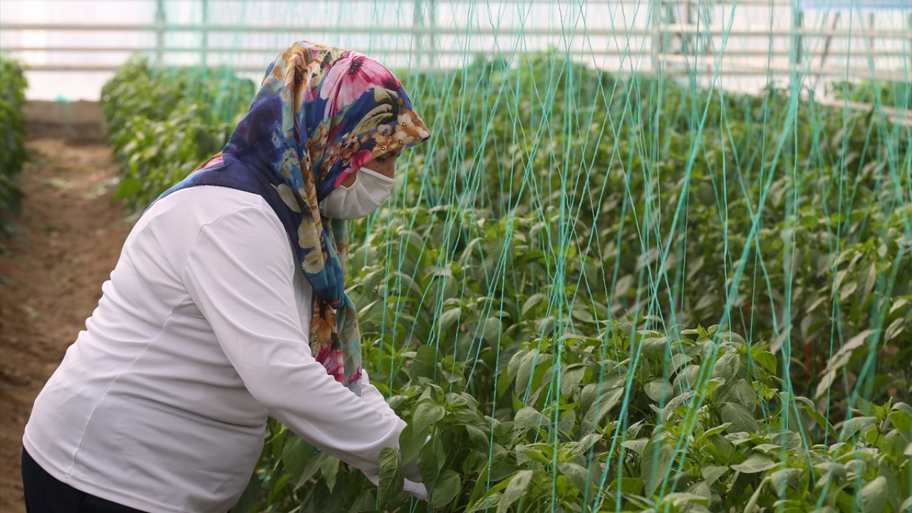 Daha sonra büyüyen meyvelerden tohumlar çıkartılıyor, kurutma işleminin ardından selektörden geçirilerek temizleniyor.