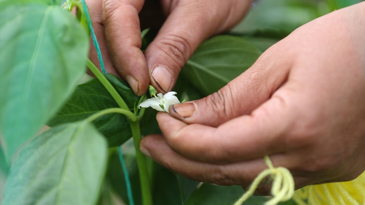 Zayıf tohumlar seçilerek ayrılırken, tohum taneleri makineler aracılığıyla sayılarak paketleniyor, son aşama olarak soğuk hava depolarında istifleniyor.