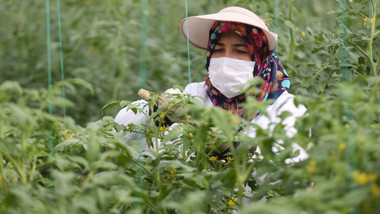 TİGEM Genel Müdürü Ayşe Ayşin Işıkgece`nin de bir kadın olduğunu anımsatan Akın, tüm aşamalarda, sebze tohumunun üretiminde kadınların el emeği göz nuru olduğunu dile getirdi.