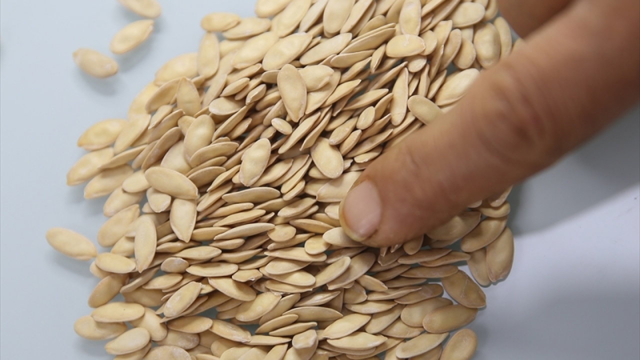 Akın, sebze tohumlarının tüm TİGEM işletmeleri ve bayileriyle, PTTAVM`den satışa sunulduğunu, işletmeden de bilgi alınabileceğini bildirdi.