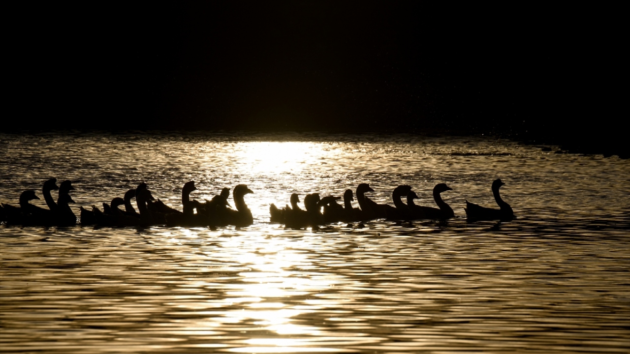 Kentte kaz üreticiliği ile geçimini sağlayanlar için önemli bir gelir kapısı olan ve damızlık kazlardan elde edilen yavru kazlar, nisan ayında yumurtadan çıktıktan sonra kasım ayına kadar titizlikle besleniyor.