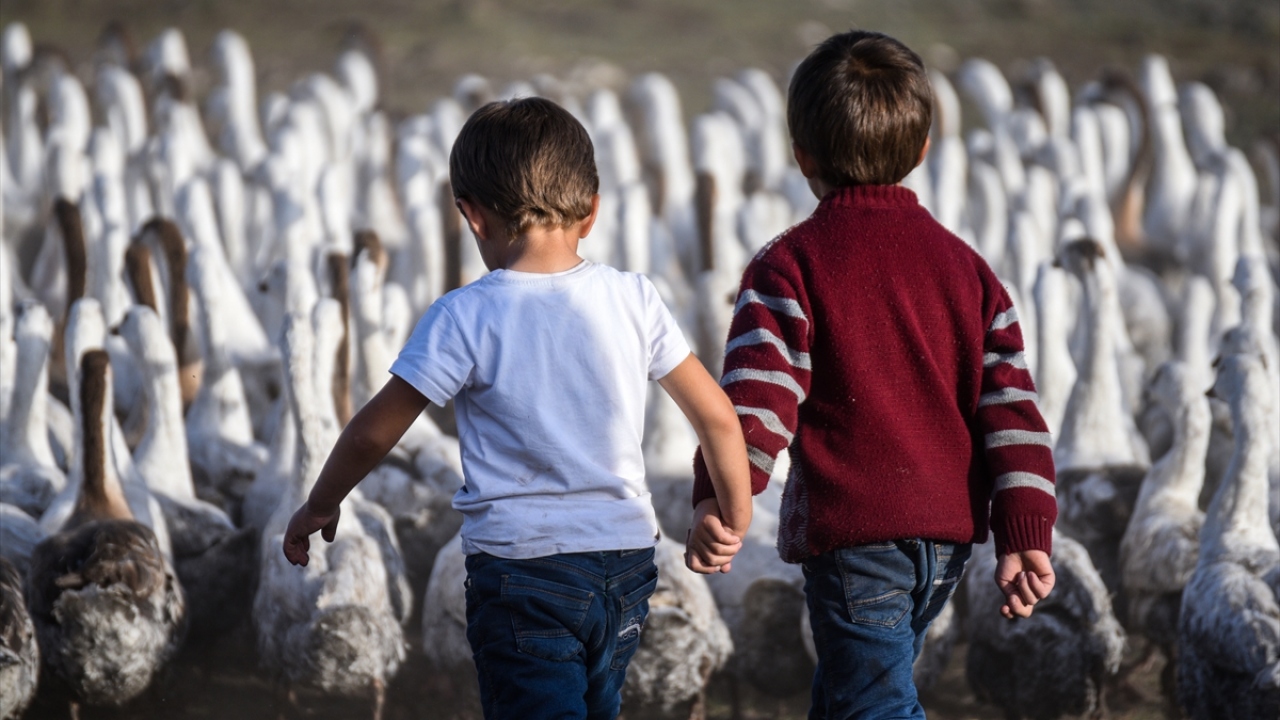 İyi beslenmeleri amacıyla yaz boyunca meralarda beslenen ve sonbaharla meradaki son zamanlarını yaşayan kazlar, kesilip sofralara getirilecekleri kış öncesi besiye alınıyor.