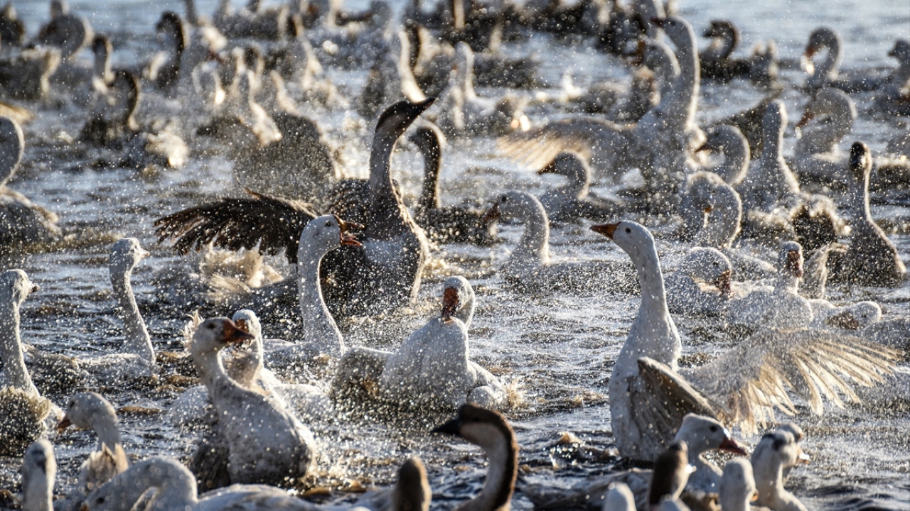 Çobanları nezaretinde kışa hazırlanmaları için soğuk suda yüzdürülen kazlar, kesim hazırlıkları kapsamında suni göllere veya sulak alanlara götürülüyor.