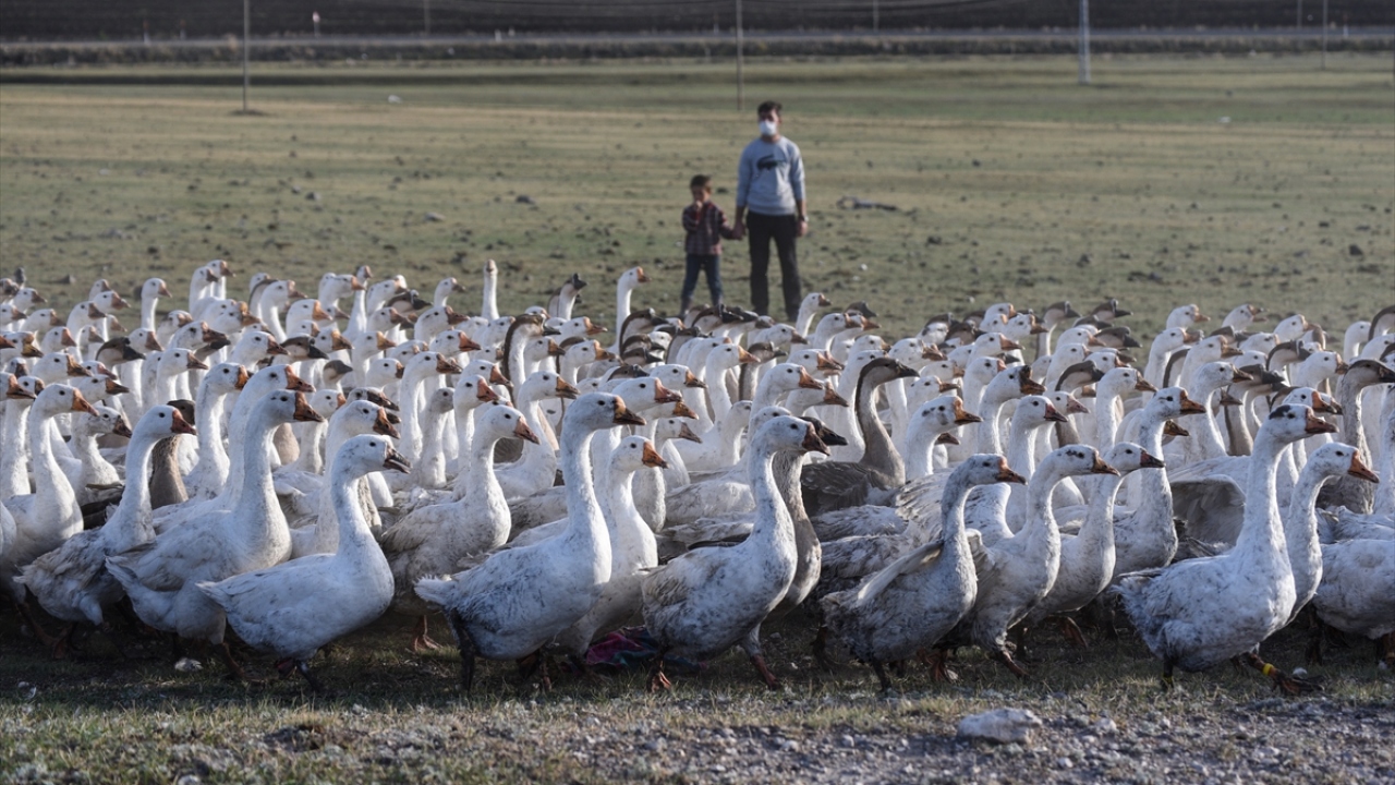 Özellikle kesim işleminin yapılacağı kış öncesi kapalı alanlarda besiye alınan kazların, hem yağlanmaları hem de kışa hazırlanmaları için açık havada suyla buluşması ilginç görüntüler oluşturuyor. 