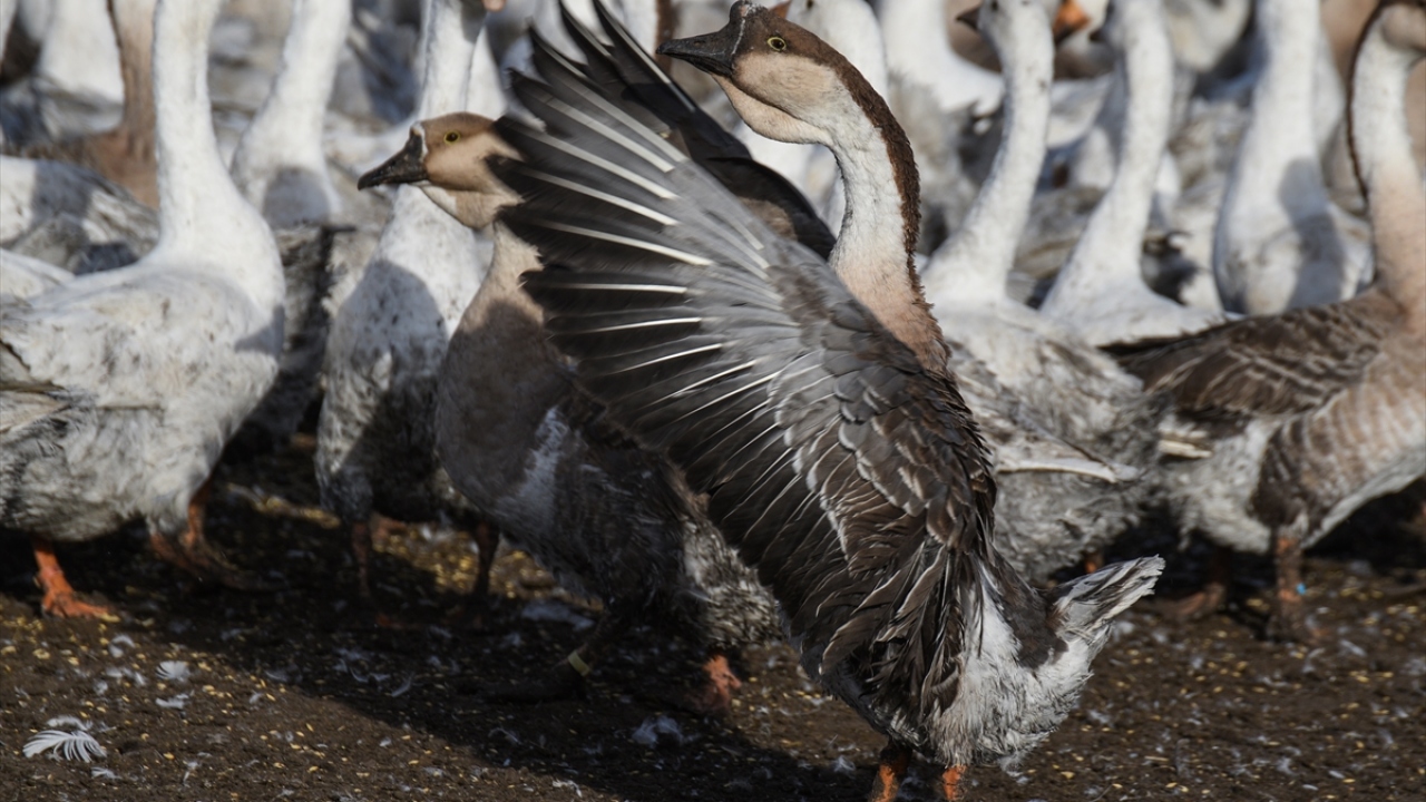 Kaz eti, kışın hem yöre sakinlerince tüketiliyor hem de yöreye gelenlere özel yemek olarak servis ediliyor.