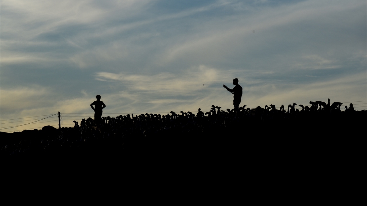Yöredeki besiciler için önemli bir gelir kapısı olan ve kesime hazırlık için son hazırlıkları yapılan kazların eti, tuzlanıp kurutularak diğer kentlere de satılıyor.