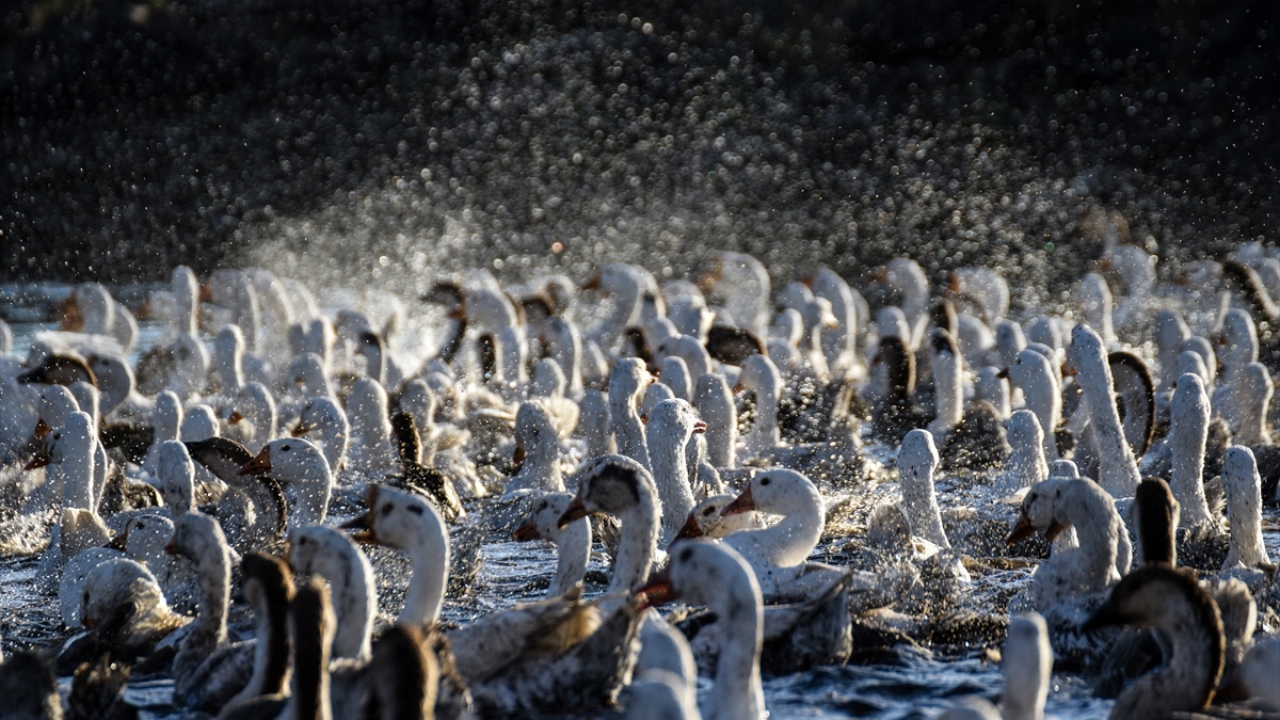 Besici Taner Oğul da kaz varlığı bakımından Türkiye`de ilk sırada yer alan Kars`ta yetişen kazların etinin, diğer illere göre daha lezzetli olduğunu söyledi.
