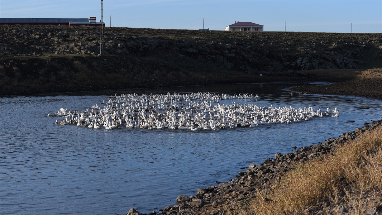 "Bizim kazlar kar yemeden kesilmiyor"