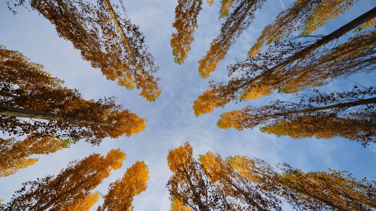 Sonbaharın gelişiyle adeta kartpostallık manzaraların oluştuğu kentte, Ovacık ve Hozat ilçeleri arasında kalan Karaoğlan ormanları ile Pülümür ilçesindeki Salördek köyü ormanlarında yılın bu aylarında renk cümbüşü yaşanıyor.