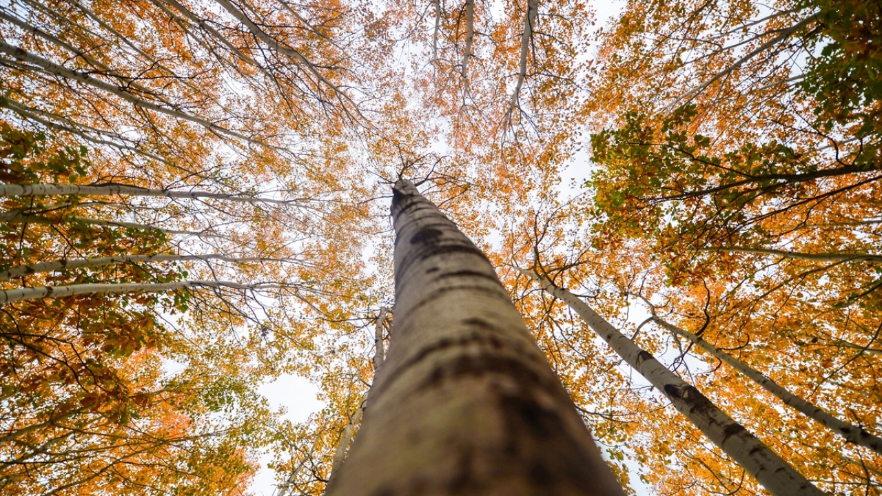 Bölgedeki ormanlarda yaklaşık bir ay kadar sürecek renk cümbüşü, bazı günlerde soğuk havanın etkisiyle oluşan sisle bütünleşerek ayrı bir güzellik sunuyor.