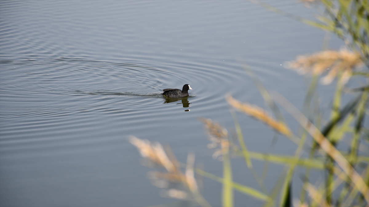 Bahar ve yaz aylarında göçmen kuşlara ev sahipliği yapıyor