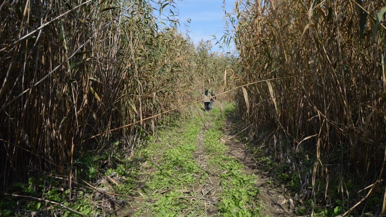 Daha önce tekne ile ulaşabildiği alana yürüyerek giriş yaptı