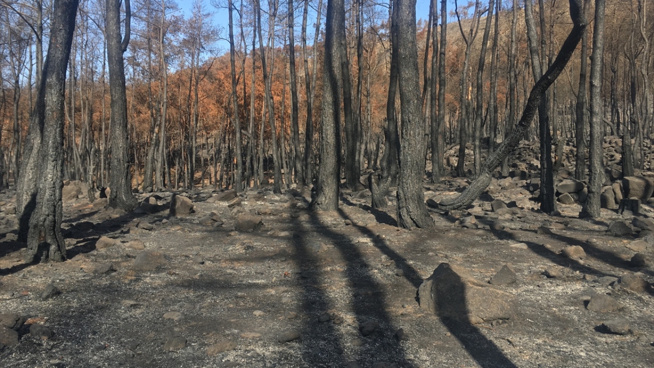 Esed rejimi ordusu ile İran destekli terörist gruplardan oluşan rejim güçleri, Suriye`de ormanlık alanlar ile zeytinliklere saldırılar düzenleyerek yangın çıkarıyor.