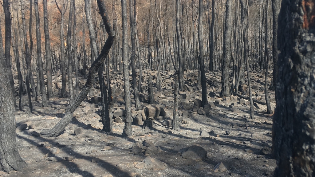 Son haftalarda onlarca hektarlık alan kül olurken Sivil Savunma ekipleri ise yangınları söndürme çalışmaları yürütüyor.