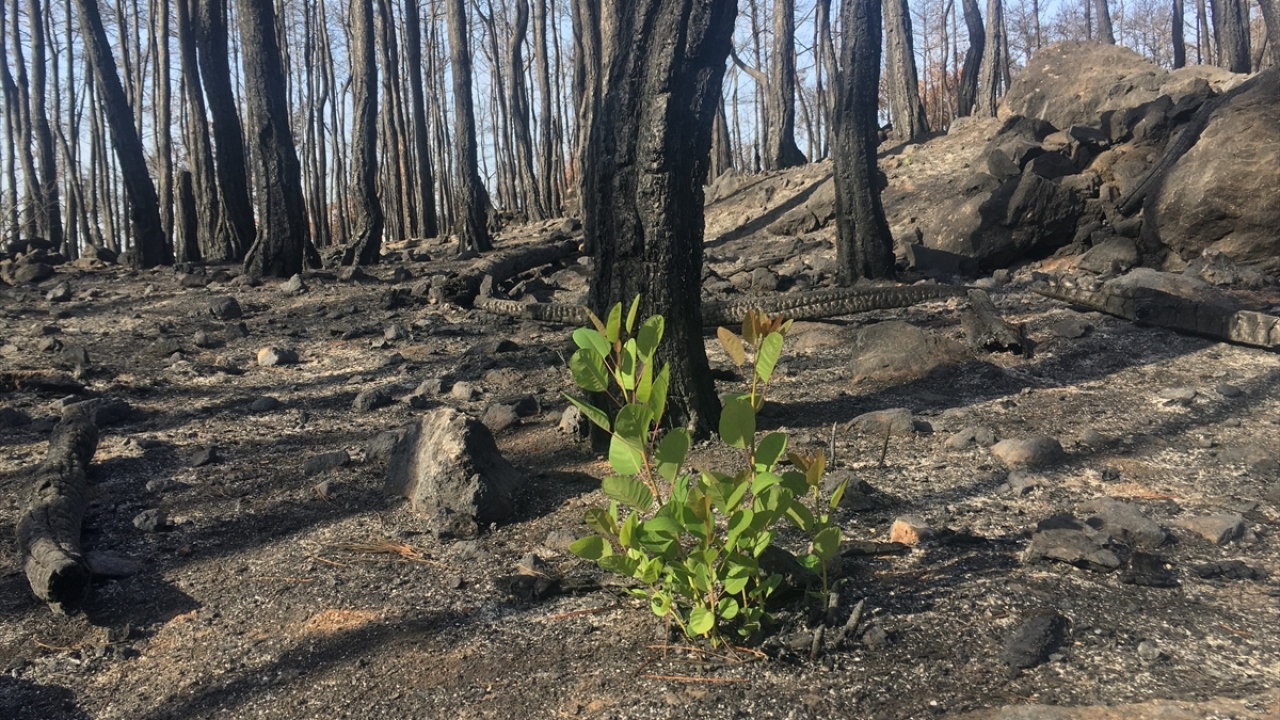 Şerşi, "Burada yangın çıktığında çok yeri söndürdük. Biz her zaman hazırız. Eğer burada biz olmasaydık, o yangınlara engel olmasaydık çok daha fazla arazi yanacaktı." dedi.