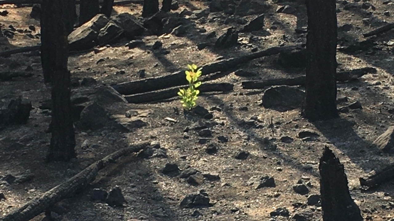 Birçok yangının büyümesine engel olduklarını ifade eden Şerşi, "Kurtlar, kuşlar yangın nedeniyle kaçtılar. Biz o dağları söndürdükten bu kurtlar, kuşlar geri döndü." şeklinde konuştu.
