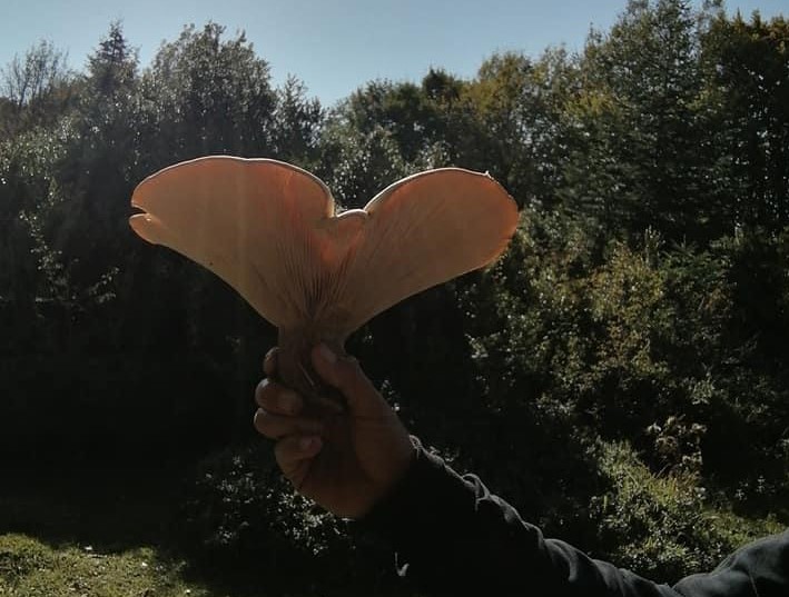 Geyve ilçesinde kahve işleten Musa Yıldız, arkadaşlarıyla gezmek için gittiği Akyazı`nın Acelle Yaylası’nda büyük `malkadın mantarı` buldu. 