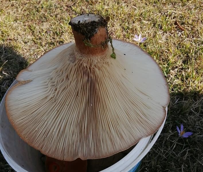 Kovaya sığmayan mantarın 620 gram ağırlığında olduğu belirlendi. 