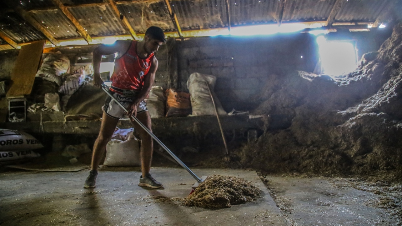 Ailesinin hayvancılık işine de yardım eden Mehmet Ali, antrenmanlarını sıklaştırmak için köydeki evlerinin samanlığına kum torbası ve spor aletleri getirdi.
