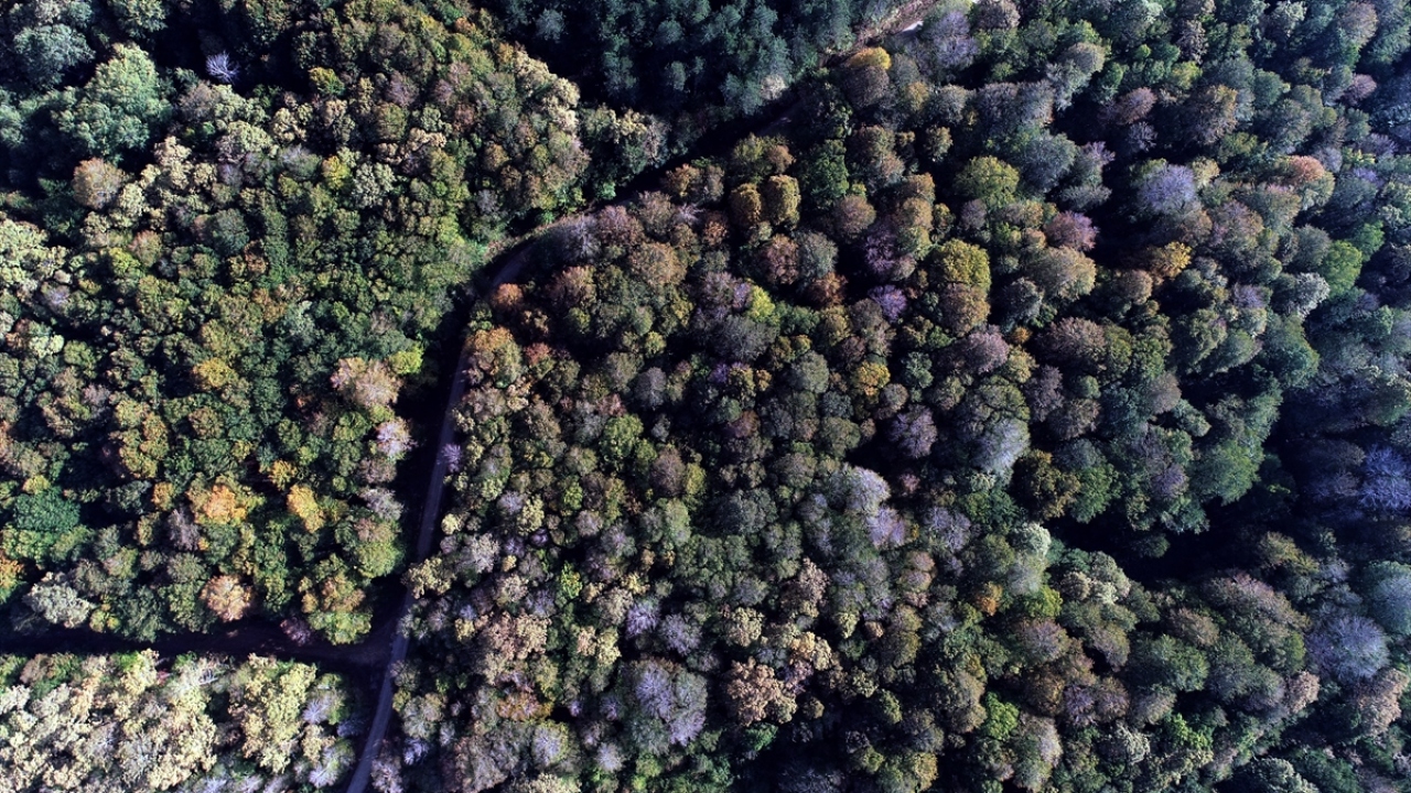 Bulgaristan sınırında bulunan Yıldız Dağları`nın eteklerindeki ormanlık alanlar, sonbaharda göz dolduruyor.