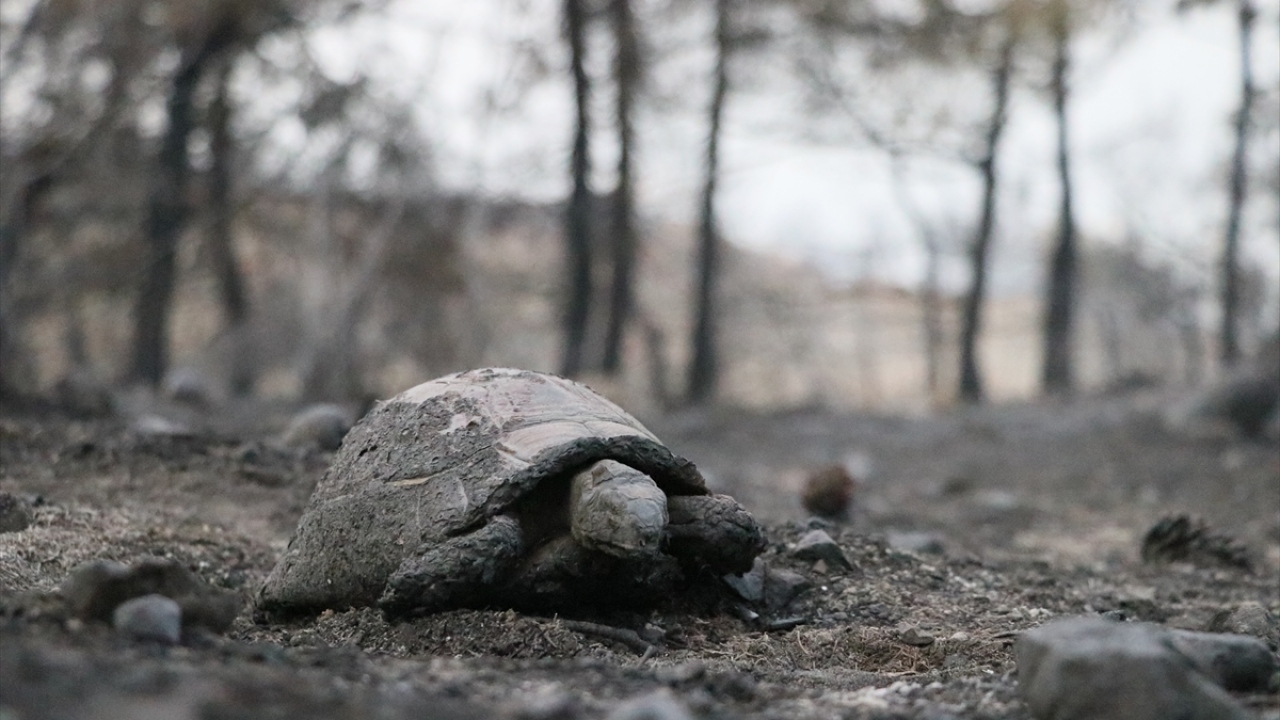 Yangında yanan ormanlık alanda bir kaplumbağanın telef olduğu görüldü.