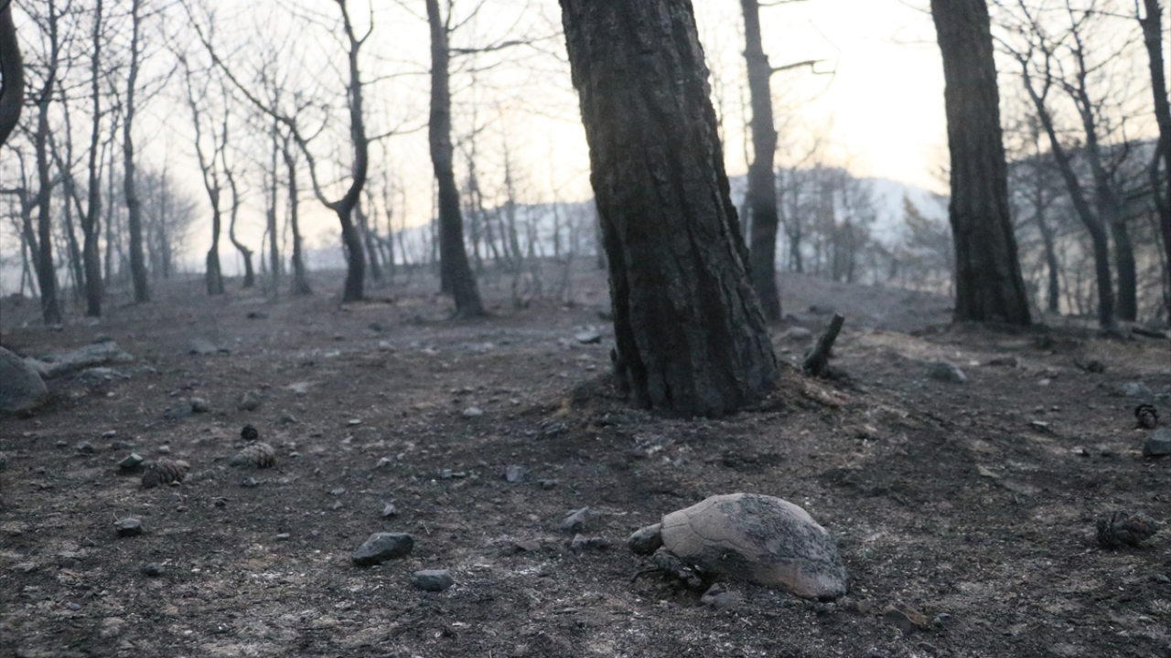 Yangında bazı yaban hayvanlarının da etkilendiği görüldü.