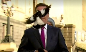 Avustralya'da yayına hazırlanan muhabirin yüzüne kuş çarptı