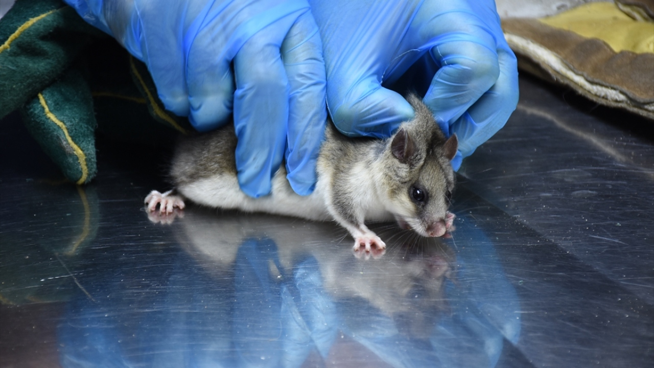 İlçede, vatandaşlar, ormanlık alanda halsiz halde sincaba benzettikleri bir hayvan gördü.