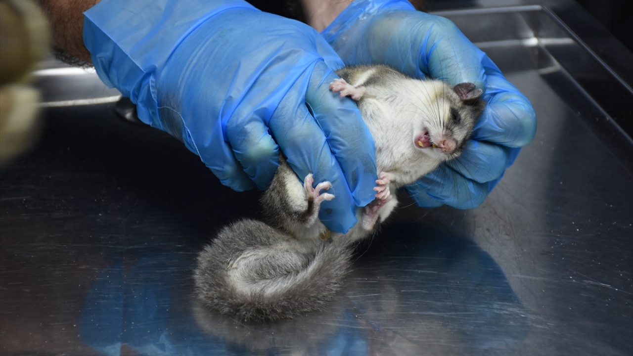 Bir süre hayvanın fare mi sincap mı olduğuna karar veremeyen vatandaşlar, durumu Bartın Doğa Koruma ve Milli Parklar Şube Müdürlüğüne bildirdi.