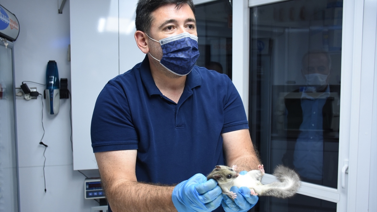 Veteriner hekim Tolga Kandıralı, gazetecilere, vatandaşların kendilerine değişik bir hayvan gördükleri ihbarında bulunduklarını ve ekiplerin de harekete geçtiğini söyledi.