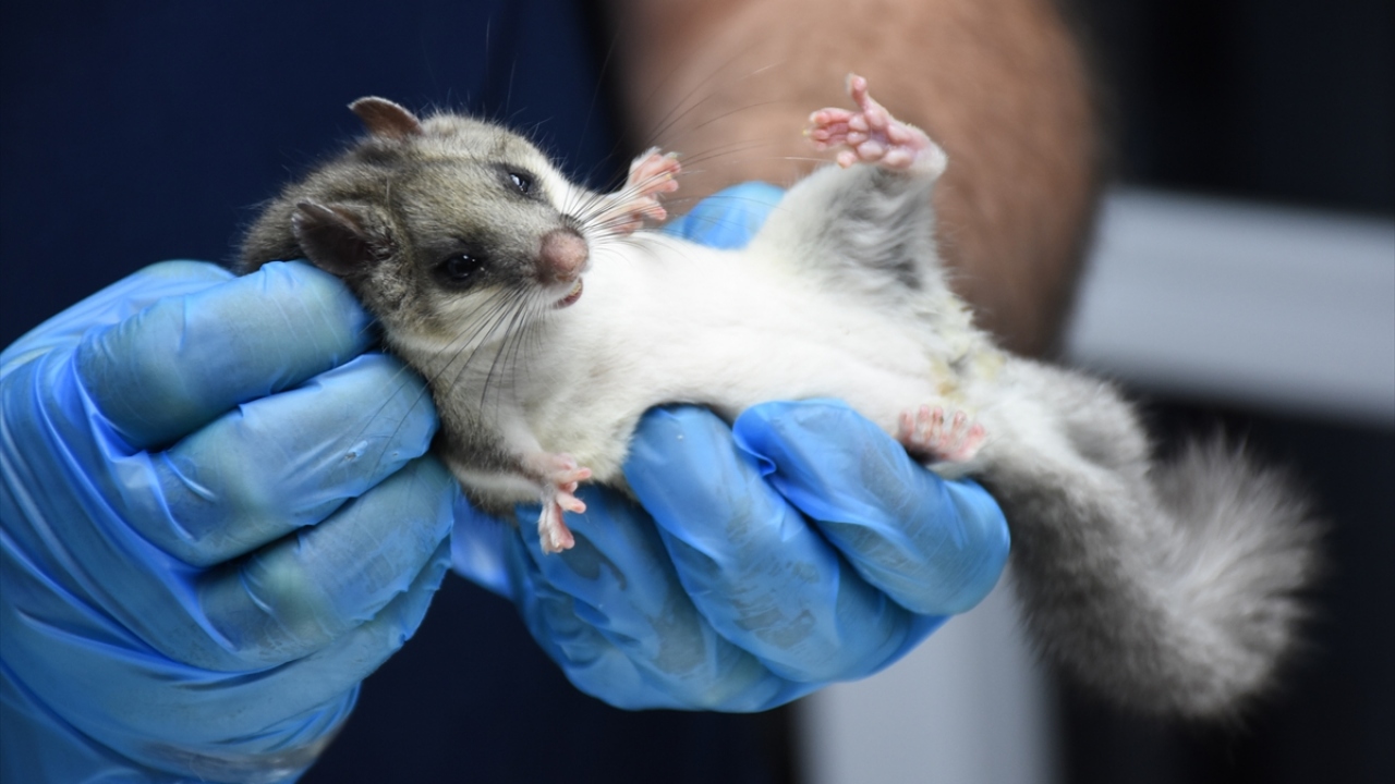 Yediuyurun, Güneydoğu Asya ülkesi hayvanı olduğunu belirten Kandıralı, Karadeniz`e de muhtemelen ihracat gemilerinden birinde keresteler arasında geldiğini düşündüklerini de aktardı. 