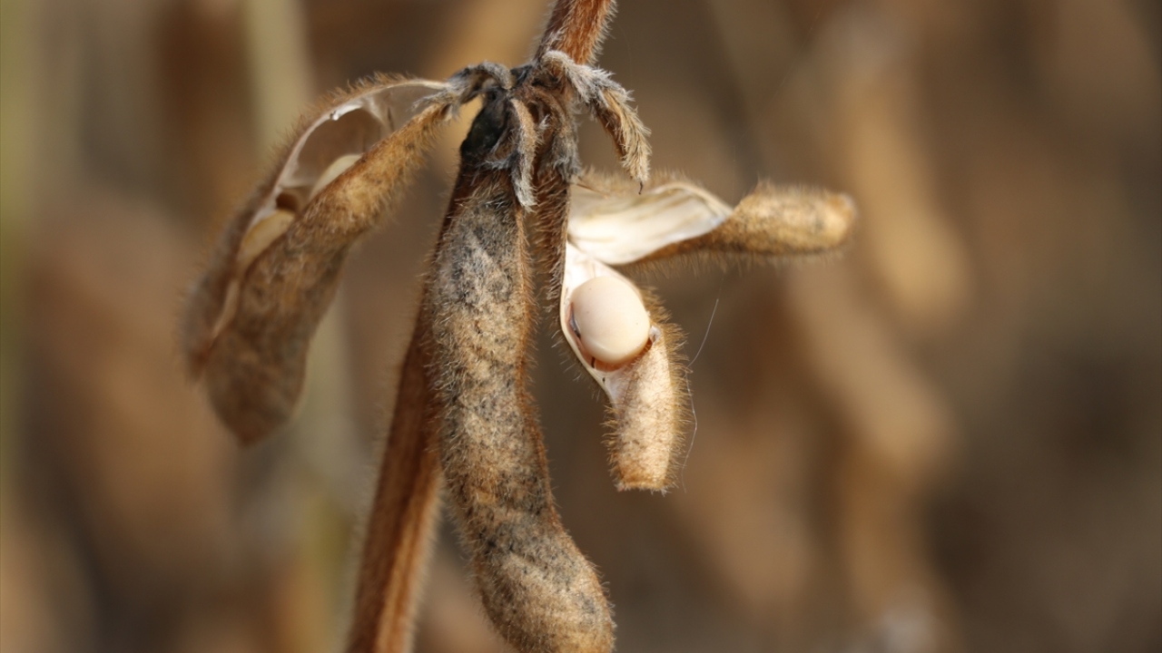 Merkeze bağlı Örencik köyündeki hasat törenine, İl Tarım ve Orman Müdürü İzzet Murat, Bolu Abant İzzet Baysal Üniversitesi Ziraat ve Doğa Bilimleri Fakültesinden akademisyenler, çiftçiler ve beyaz et sektörü temsilcileri katıldı.