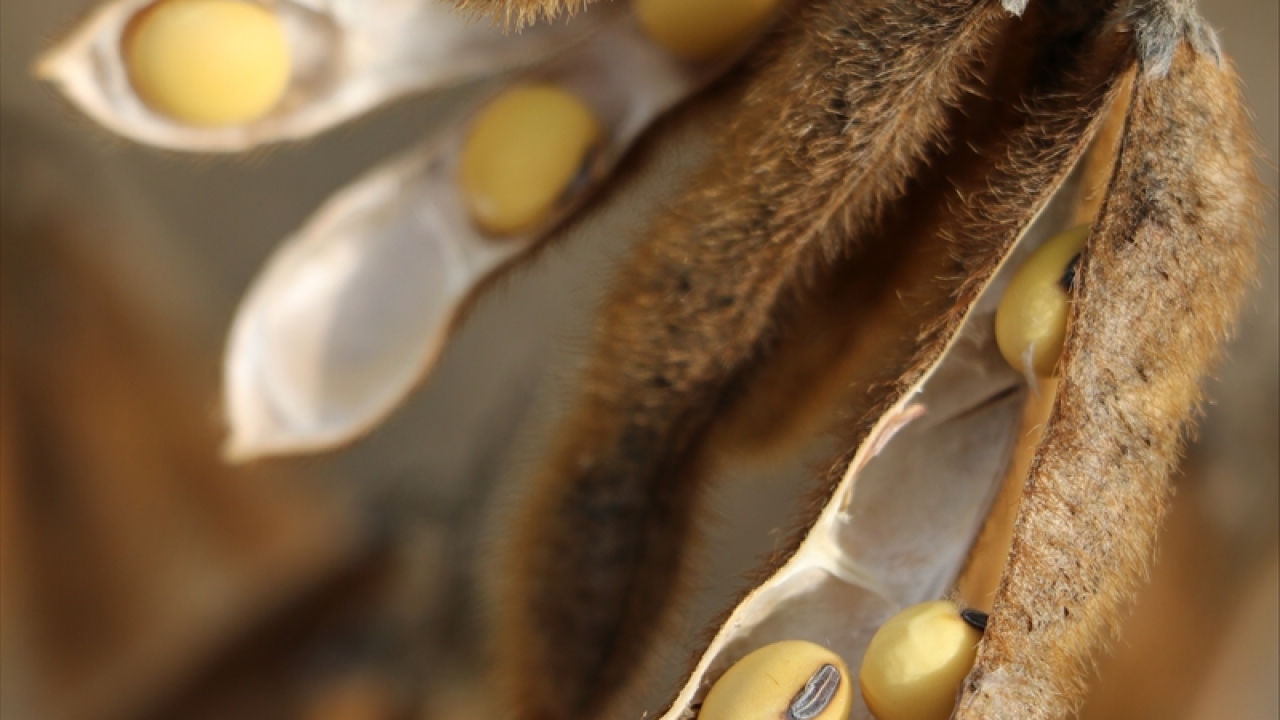 Murat, soya bitkisinin toprak için de faydalı olduğunu, soyadan sonra ekilen ürün için daha az gübre kullanılacağını dile getirdi.