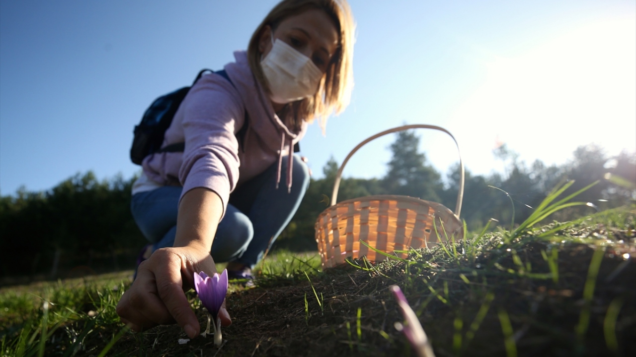 Gündoğdu, daha sonra köyüne dönerek edindiği bilgilerle 1200 rakımlı köyündeki yamaç bir arazide boya, kozmetik, ilaç ve gıda gibi birçok alanda kullanıldığı için "mucize bitki" olarak da adlandırılan safran yetiştirmeye karar verdi.