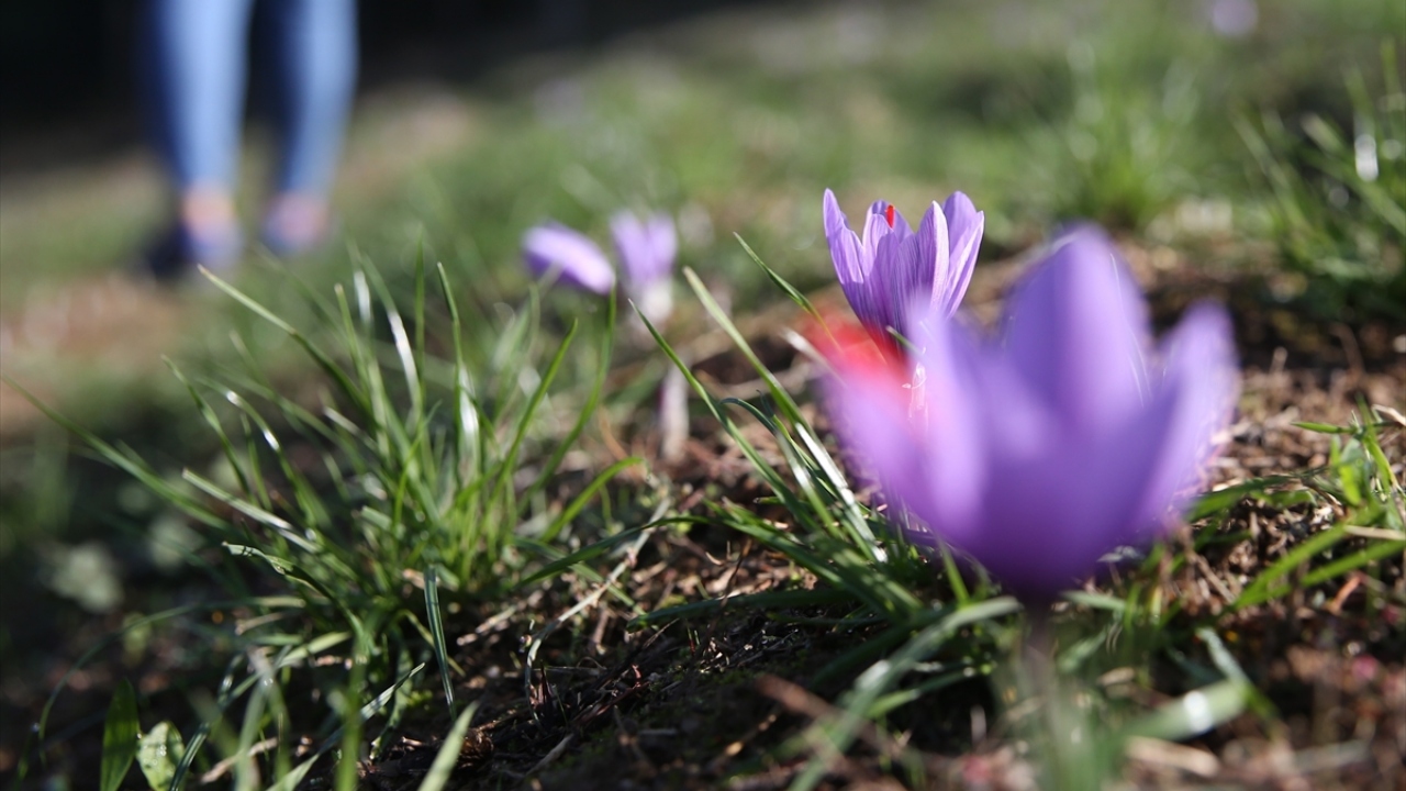 Deneme amaçlı 2 yıl önce 2,5 dönümlük alana safran eken Gündoğdu, yaklaşık 1 kilogram verim elde etti.