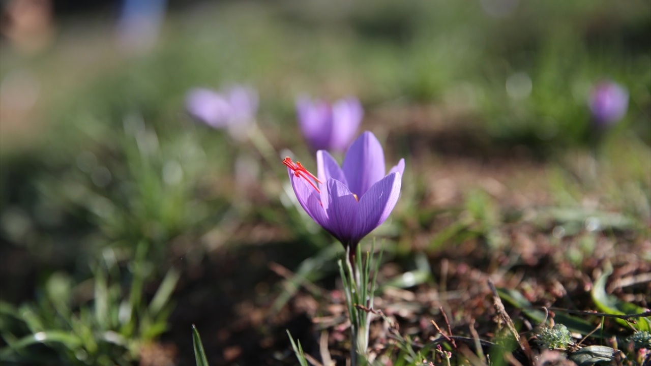 Kaynaşlı ilçesine bağlı Çakırsayvan köyünde çiftçilikle uğraşan 40 yaşındaki Selami Gündoğdu, neredeyse her ailenin fındıkla geçindiği bölgede boş kalan arazilerin gerektiği gibi kullanılmadığını düşünerek yeni arayışlara girdi.