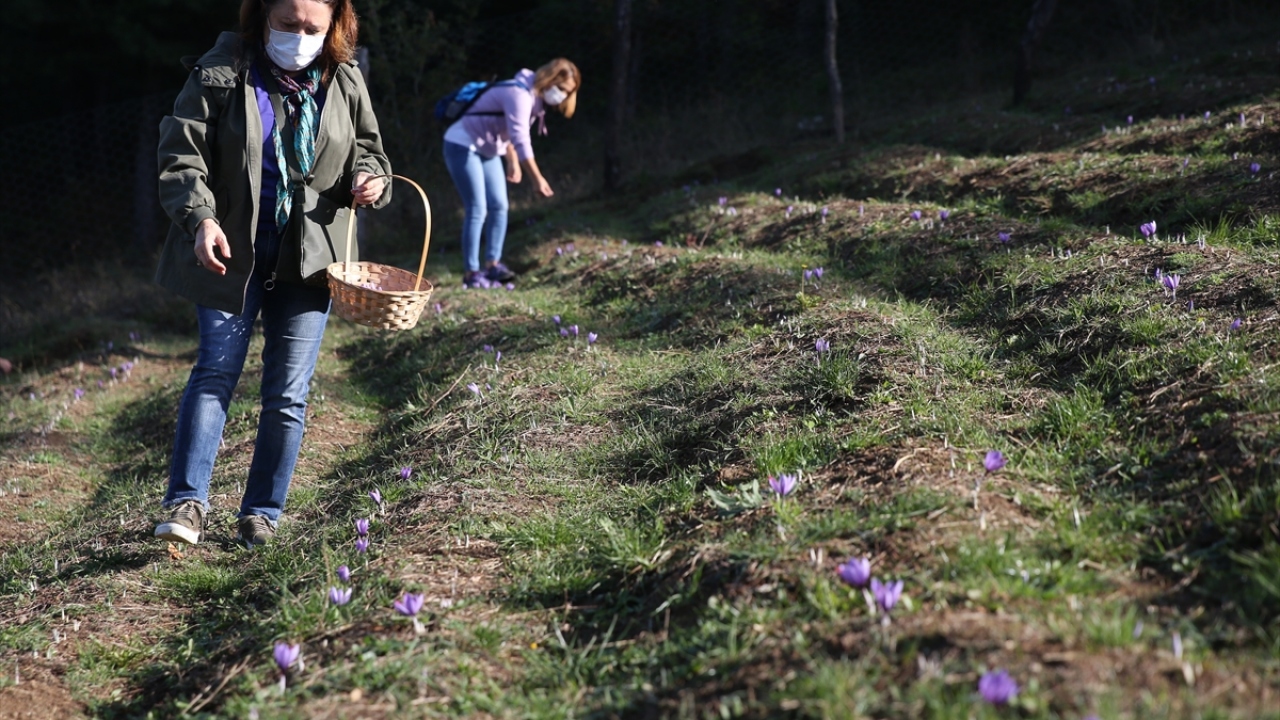 Gündoğdu, 80 bin çiçekten sadece yarım kilogram üretilebilen ve kilogramı 30 ila 40 bin lira arasında alıcı bulan safranı yetiştirerek çiftçilere örnek oldu.