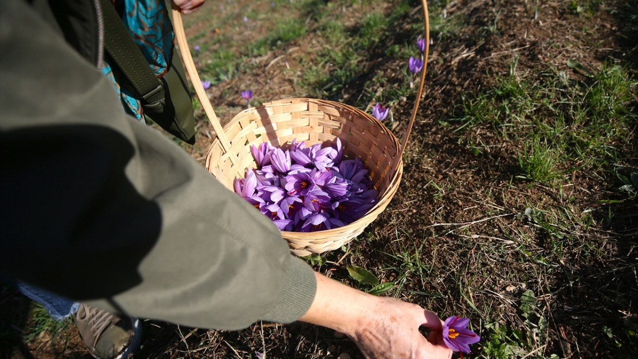 Selami Gündoğdu, bölgede yaygın olarak üretimi yapılan fındığa alternatif ürün yetiştirmek için harekete geçtiğini söyledi. 