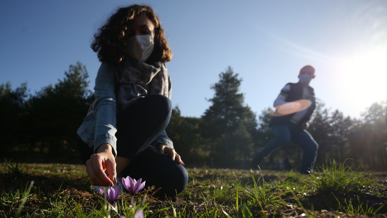 "Hasat günden güne çoğalacak"