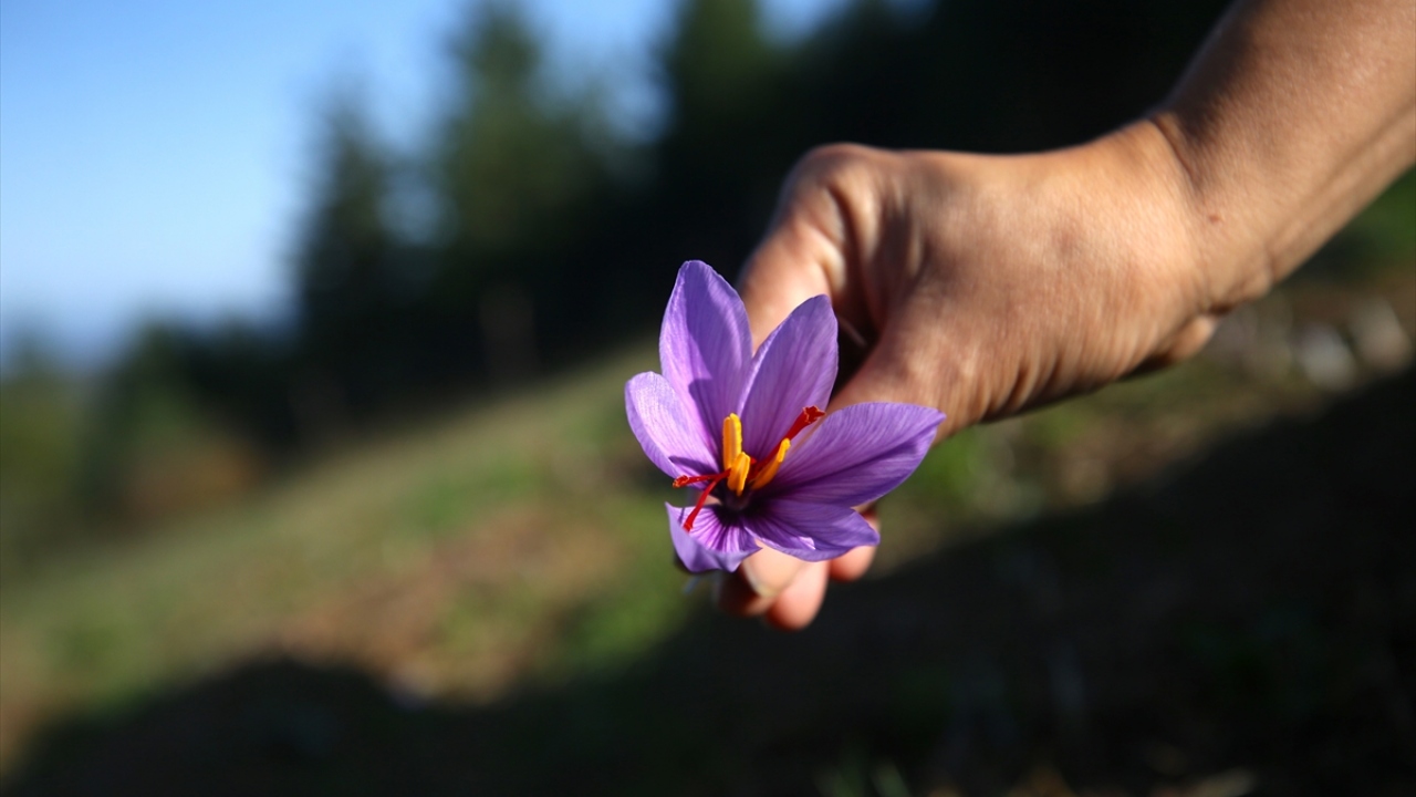 Bölgemizde fındık dışında ürünlerin de yetişebildiğini gördük"