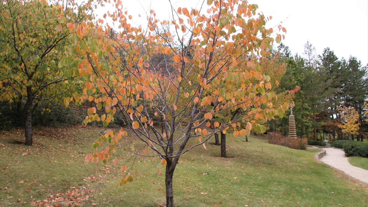 Mini bir çağlayan, suni gölet ve farklı türlerdeki bitki ve ağaçlarla kaplı Japon Bahçesi`nde Sumeru Dağı`nın minyatürü de bulunuyor.